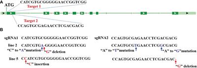 CRISPR/Cas9-mediated gene editing of vacuolar ATPase subunit d mediates phytohormone biosynthesis and virus resistance in rice